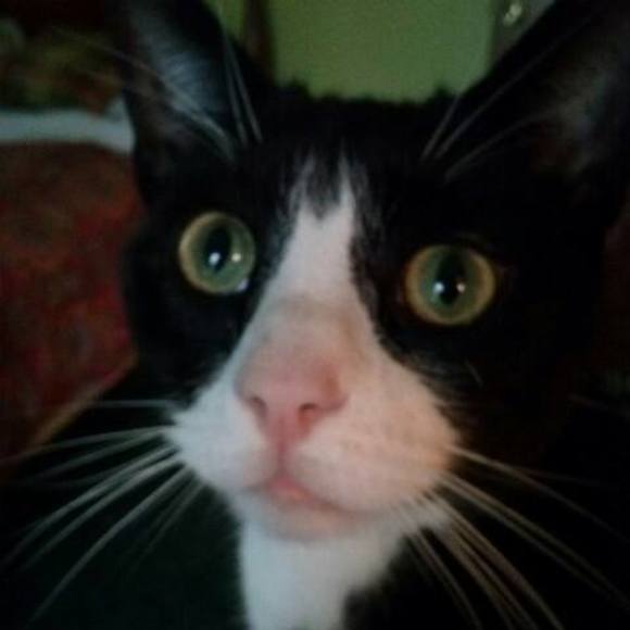 Meet your Posher, Toni - Picture 1 of 1